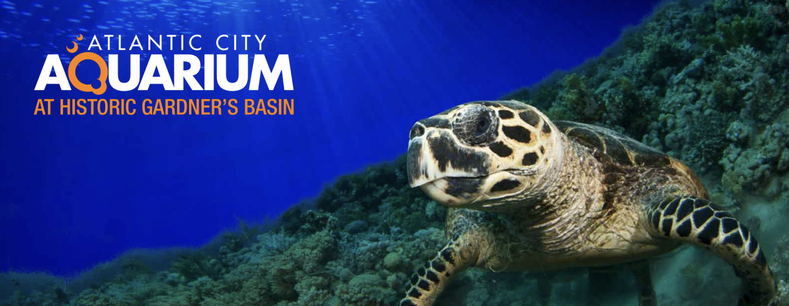 Atlantic City Aquarium, New Jersey, USA - Travelling Chiquite