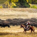 Buffalo Round Up - Saddle Up for Summer as Journeyscape Reveals Three New Cowboy Adventures in North America