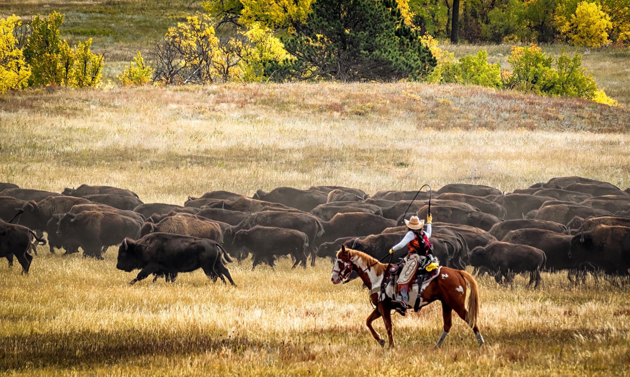 Buffalo Round Up - Saddle Up for Summer as Journeyscape Reveals Three New Cowboy Adventures in North America
