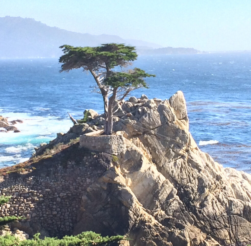 Lone Cypress - Big Sur and California Coastline - Travelling Chiquita